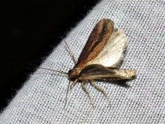 Acrapex brunnea
