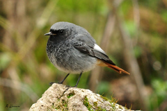 Phoenicurus ochruros