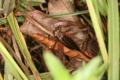 Eneoptera guyanensis