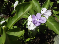 Brunfelsia uniflora