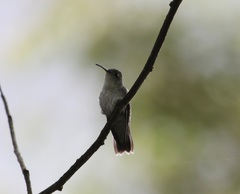 Elliotomyia viridicauda