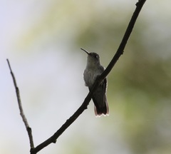 Elliotomyia viridicauda