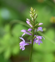 Dactylorhiza saccifera