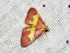 Bostra xanthorhodalis