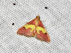 Bostra xanthorhodalis