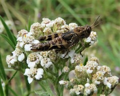 Calliptamus barbarus