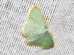 Comostolopsis stillata stillata