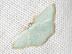 Comostolopsis stillata stillata