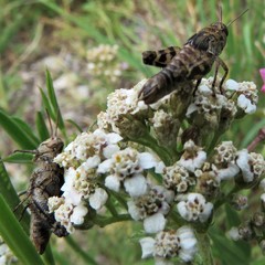 Calliptamus barbarus