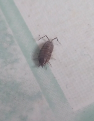 Porcellio laevis