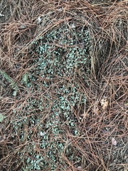 Ceanothus prostratus
