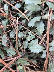 Ceanothus prostratus