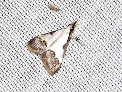 Autocharis jacobsalis