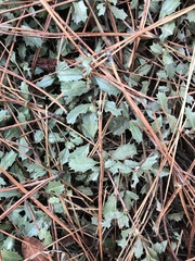 Ceanothus prostratus