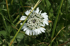 Artedia squamata