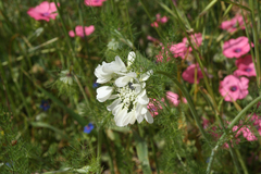 Artedia squamata