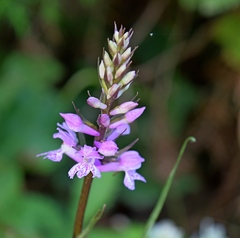 Dactylorhiza saccifera