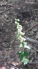 Epipactis leptochila