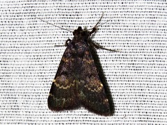 Hydrillodes uliginosalis