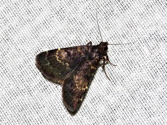 Hydrillodes uliginosalis