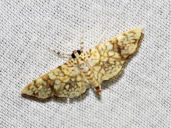 Haritalodes
