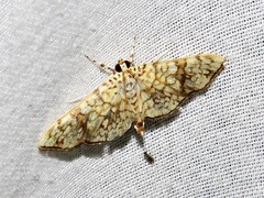Haritalodes