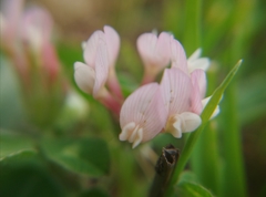 Trifolium clypeatum