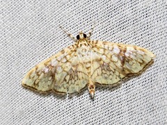Haritalodes