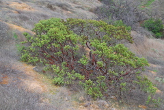 Arctostaphylos catalinae