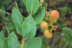 Arctostaphylos catalinae