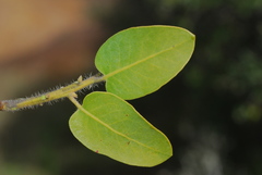 Arctostaphylos catalinae