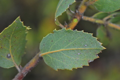 Arctostaphylos catalinae