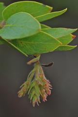 Arctostaphylos catalinae