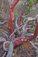 Arctostaphylos catalinae