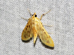 Archernis flavidalis