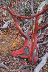 Arctostaphylos catalinae