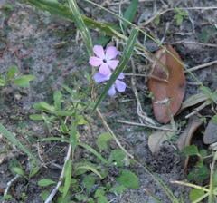 Phlox glabriflora