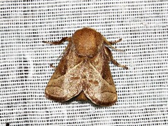 Omocenoides isophanes