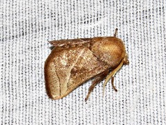 Omocenoides isophanes