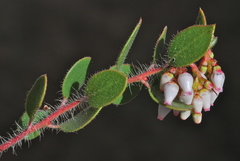 Arctostaphylos myrtifolia