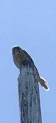 Falco sparverius