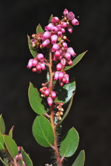 Arctostaphylos myrtifolia