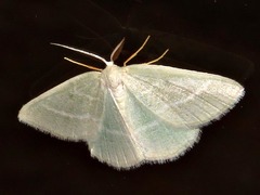 Chlorissa attenuata