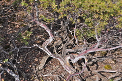 Arctostaphylos myrtifolia