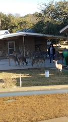 Odocoileus virginianus texanus