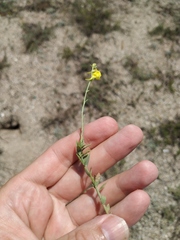 Linaria sabulosa