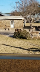 Odocoileus virginianus texanus