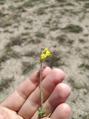 Linaria sabulosa
