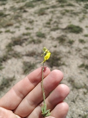 Linaria sabulosa