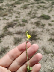 Linaria sabulosa